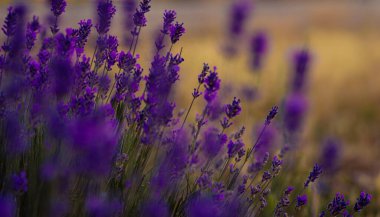Gün batımında lavanta çalıları kapanır. Işıltı, Lavanta çiçekleri yumuşak bir odak noktası, pastel renkler ve bulanık arkaplan. Provence 'deki Violet lavanta sahasının sağ üst köşesinde yazı var..