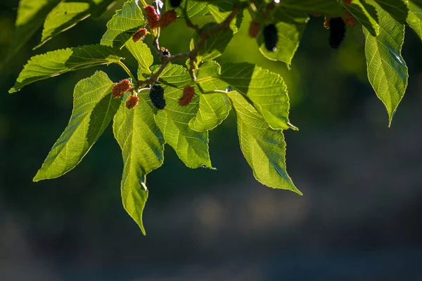 Organic Mulberry fruit tree and green leaves. Black ripe and red unripe mulberries on the branch of tree. Red purple mulberries on tree.fresh mulberry provides fiber and nutrients highly beneficial.