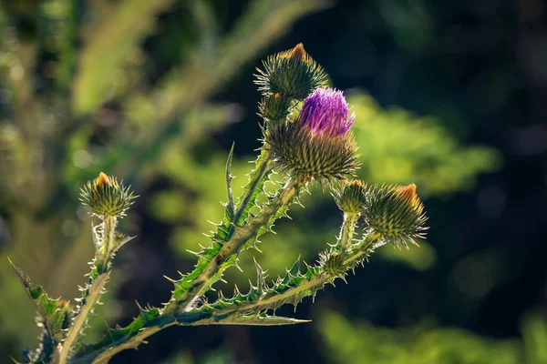 Klettenblumen Oder Essbare Klettenblumen Arctium Lappa — Stockfoto