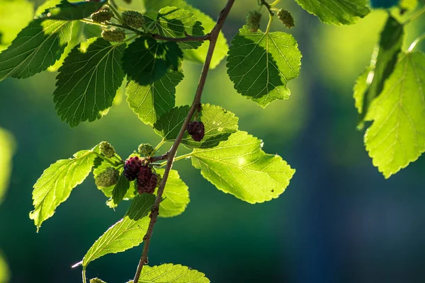 Organic Mulberry fruit tree and green leaves. Black ripe and red unripe mulberries on the branch of tree. Red purple mulberries on tree.fresh mulberry provides fiber and nutrients highly beneficial.