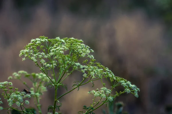 Ramura Hemlock Flori Mici Albe Timpul Verii Fundal Frunziș Coniu — Fotografie, imagine de stoc