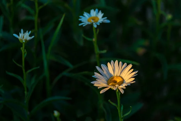 Χαμομήλι Λουλούδι Τομέα Χαμομήλι Στη Φύση Χωράφι Χαμομήλια Την Ηλιόλουστη — Φωτογραφία Αρχείου