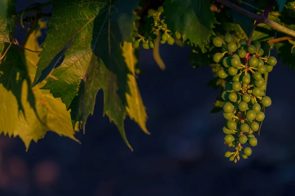 Зеленый Зрелый Виноград Свисающий Виноградной Лозы Недозрелый Виноград — стоковое фото