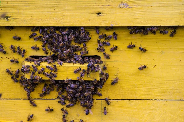 Літаючі Бджоли Дерев Яні Вулики Бджоли Вулик Дерева Стоїть Пасіці — стокове фото