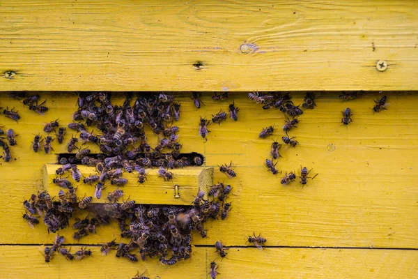 Latające Pszczoły Drewniany Pszczoły Drzewa Stoi Pasiece Domy Pszczół Umieszczone — Zdjęcie stockowe