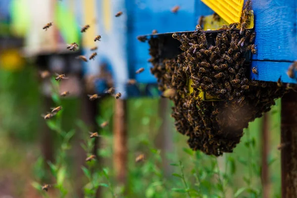 Літаючі Бджоли Дерев Яні Вулики Бджоли Вулик Дерева Стоїть Пасіці — стокове фото