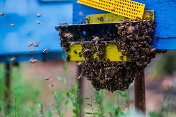 Latające Pszczoły Drewniany Pszczoły Drzewa Stoi Pasiece Domy Pszczół Umieszczone — Zdjęcie stockowe