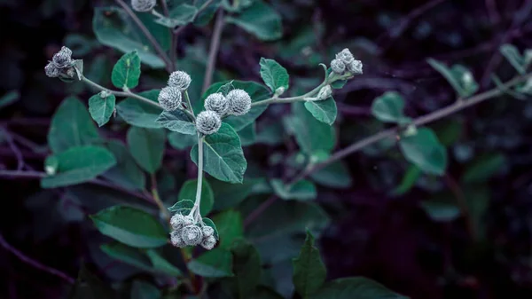 Virágok Bojtorján Magok Zöld Erdőben Sötét Természeti Háttér Szelektív Fókusz — Stock Fotó