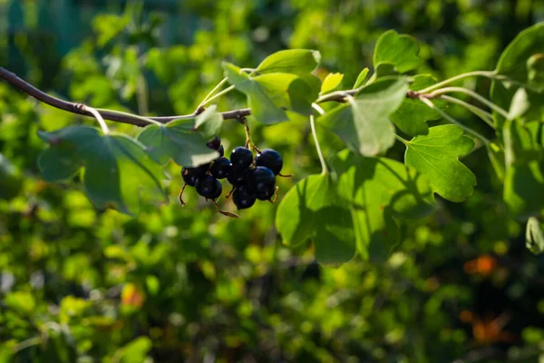 Coacăze Negre Luptător Natural Împotriva Bolilor Ciucurile Acestei Plante Sunt — Fotografie, imagine de stoc