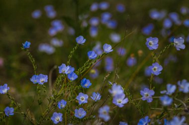 Flax çiçeklerinden oluşan parlak mavi bir çiçek ve onun karmaşık arka planda filizlenmesi. Dekoratif keten çiçekleri. Flax teknik kültürünün tarımsal alanı çiçek açmış, Linum usitatissimum
