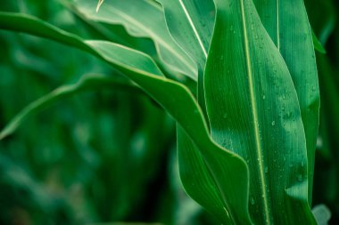 Mısır tarlası tarımı. Yeşil doğa. Yazın kırsal tarım arazisi. Bitki yetiştirme. Çiftçilik sahnesi. Açık hava manzarası. Organik, yeşil yapraklar, su damlası yağmuru