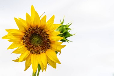Güneşli bir günde, doğal bir geçmişi olan güzel bir ayçiçeği. Seçici odaklanma. Yüksek kaliteli fotoğraf, gün batımına karşı altın ışık, ayçiçeğinin açması. Ayçiçeğinin yakın çekimi. sarı turuncu