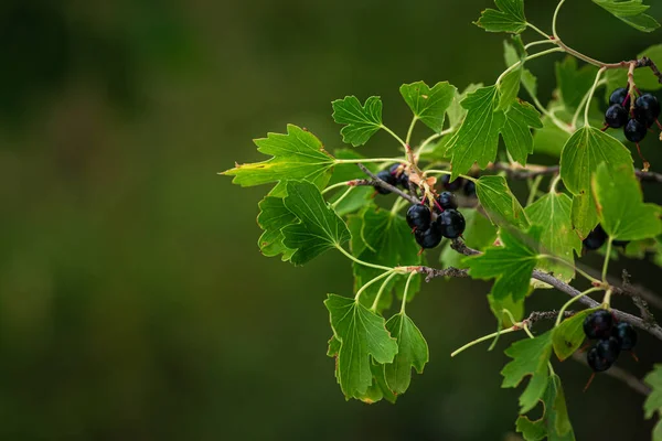 Grosella Negra Luchador Natural Contra Las Enfermedades Las Borlas Esta — Foto de Stock