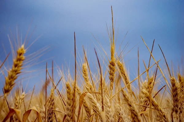 Campo Trigo Orelhas Trigo Dourado Fecham Paisagem Pôr Sol Bela — Fotografia de Stock