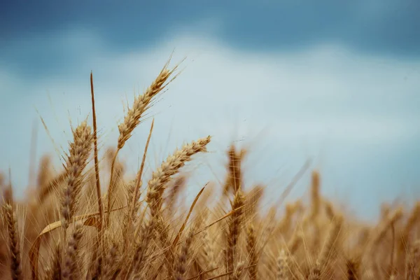 Weizenfeld Ohren Aus Goldenem Weizen Aus Nächster Nähe Schöne Natur — Stockfoto