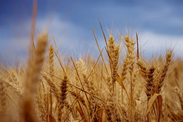 Wheat Field Ears Golden Wheat Close Beautiful Nature Sunset Landscape — Stock Photo, Image