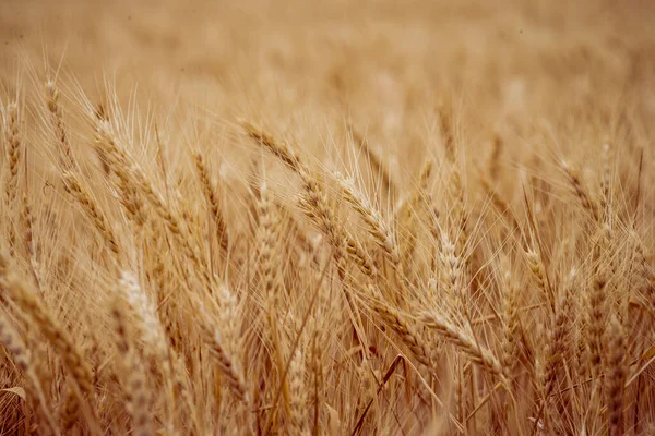 Wheat Field Ears Golden Wheat Close Beautiful Nature Sunset Landscape — ストック写真