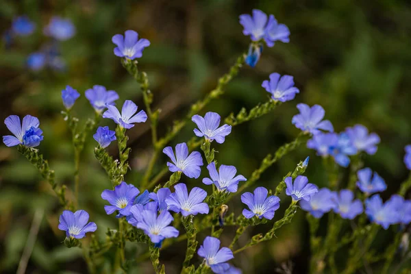 Flor Azul Delicada Brilhante Flor Ornamental Linho Sua Parte Aérea — Fotografia de Stock