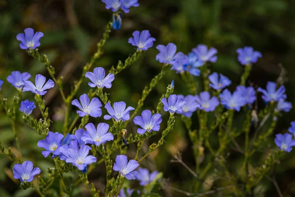 Bright delicate blue flower of ornamental flower of flax and its shoot against complex background. Flowers of decorative flax. Agricultural field of flax technical culture flowering, Linum usitatissimum