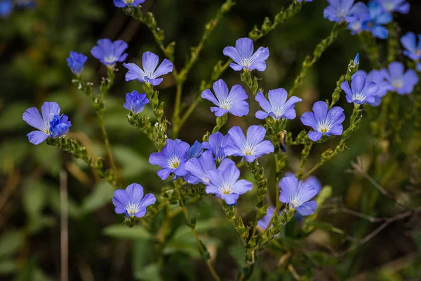 Bright delicate blue flower of ornamental flower of flax and its shoot against complex background. Flowers of decorative flax. Agricultural field of flax technical culture flowering, Linum usitatissimum
