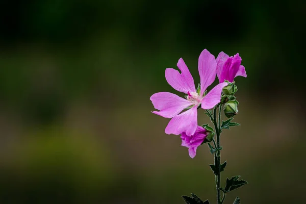 Цветущие Розовые Вишневые Цветы Malva Alcea Срезанная Малина Вербеновая Пастила — стоковое фото
