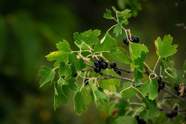 Blackcurrant-a natural fighter against diseases. The tassels of this plant are a great storehouse of vitamins and other health-promoting substances. At the same time, they are a rich source of energy.
