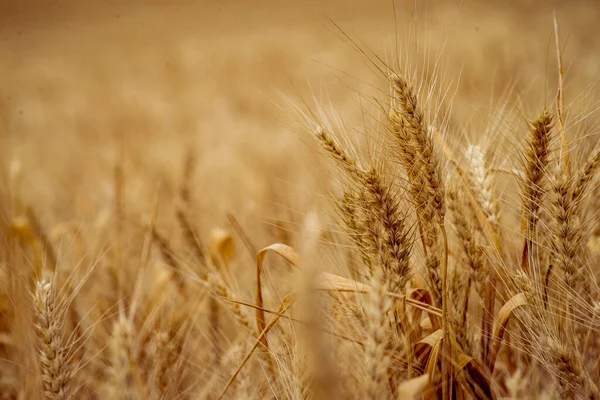 Campo Trigo Orelhas Trigo Dourado Fecham Paisagem Pôr Sol Bela — Fotografia de Stock