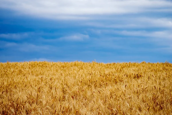 Campo Trigo Orelhas Trigo Dourado Fecham Paisagem Pôr Sol Bela — Fotografia de Stock