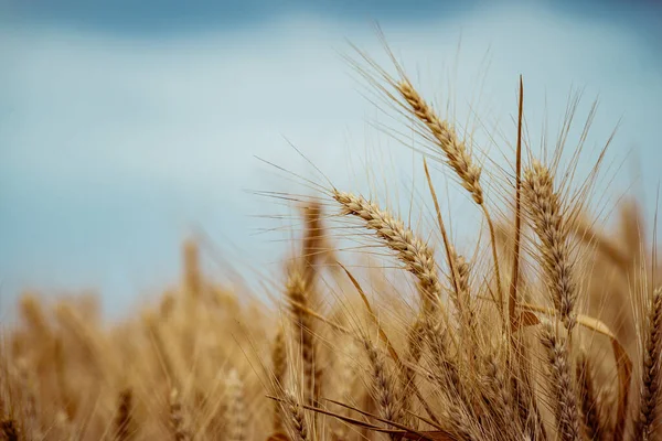 Campo Trigo Orelhas Trigo Dourado Fecham Paisagem Pôr Sol Bela — Fotografia de Stock