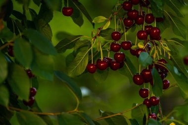 Kiraz ağacının dalında sallanan kirazlar bahçedeki ekşi kirazlar taze ve sağlıklı, yakın plan, güneş ışığı.