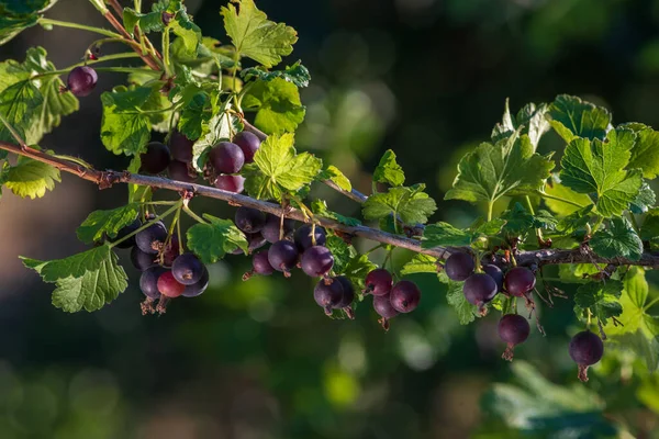 Blackcurrant-a natural fighter against diseases. The tassels of this plant are a great storehouse of vitamins and other health-promoting substances. At the same time, they are a rich source of energy.