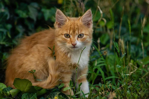 Red Cat Kind Green Blue Eyes Little Red Kitten Portrait — Foto de Stock