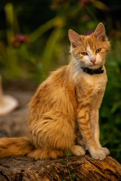 Gato Rojo Con Bonitos Ojos Verdes Azules Gatito Rojo Retrato — Foto de Stock