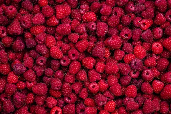 Słodkie Maliny Owoce Tło Tekstury Czerwony Wzór Widok Góry Rubus — Zdjęcie stockowe