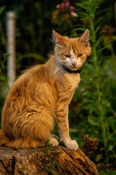 Gato Vermelho Com Verde Amável Olhos Azuis Gatinho Vermelho Retrato — Fotografia de Stock