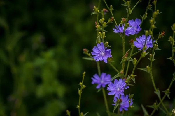 Krásná Čekanka Květina Nezaostřeném Pozadí Pole Kvalitní Fotka Selektivní Soustředění — Stock fotografie
