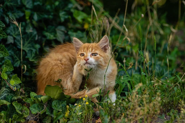 Red Cat Kind Green Blue Eyes Little Red Kitten Portrait — ストック写真