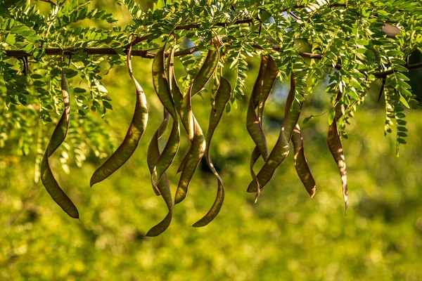 Ceratonia Siliqua Commonly Known Wild Carob Tree Carob Bush John — Foto de Stock