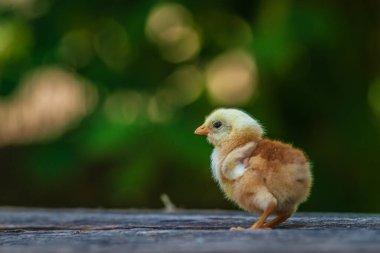 Tahta arka planda duran küçük civciv erkek erkeğe siyah doğal arka plan sarı şirin bebek çiftliği kavramı.