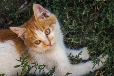 Kırmızı, yeşil, mavi gözlü, küçük, kırmızı kedicik. Kızıl, şirin bir kedi portresi. Mutlu sevimli kedi, güzel pofuduk kırmızı turuncu kedi çimlerin üzerinde uzan.