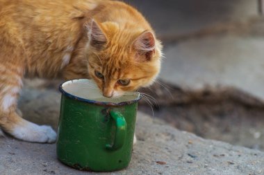 Kırmızı, yeşil, mavi gözlü, küçük, kırmızı kedicik. Kızıl, şirin bir kedi portresi. Mutlu sevimli kedi, güzel pofuduk kırmızı turuncu kedi çimlerin üzerinde uzanmış yeşil kupa metal.