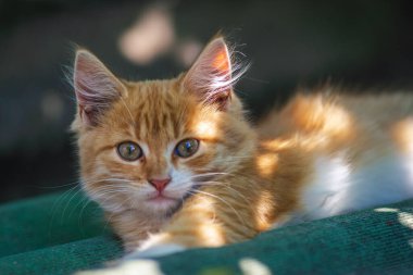 Kırmızı, yeşil, mavi gözlü, küçük, kırmızı kedicik. Kızıl, şirin bir kedi portresi. Mutlu sevimli kedi, güzel pofuduk kırmızı turuncu kedi çimlerin üzerinde uzan.