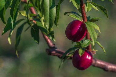 Şeftaliler ağaç dallarında yetişiyor taze günbatımı ışığı yeşil arka planı bulanıklaştırıyor doğal meyve. Organik Olgunlaşmış Moldova Güzel yakın plan