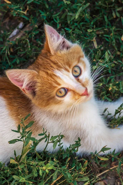 Red Cat Kind Green Blue Eyes Little Red Kitten Portrait — Foto de Stock