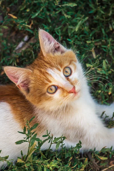 Gato Rojo Con Bonitos Ojos Verdes Azules Gatito Rojo Retrato — Foto de Stock