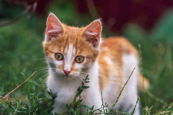 Gato Rojo Con Bonitos Ojos Verdes Azules Gatito Rojo Retrato — Foto de Stock