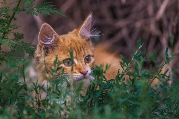 Gato Rojo Con Bonitos Ojos Verdes Azules Gatito Rojo Retrato —  Fotos de Stock