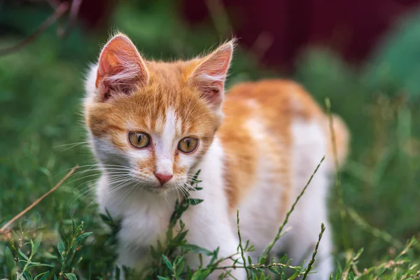 Gato Rojo Con Bonitos Ojos Verdes Azules Gatito Rojo Retrato — Foto de Stock