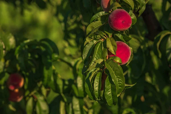 Nectarines Peaches Growing Tree Branches Fresh Sunset Light Blur Green — Foto de Stock