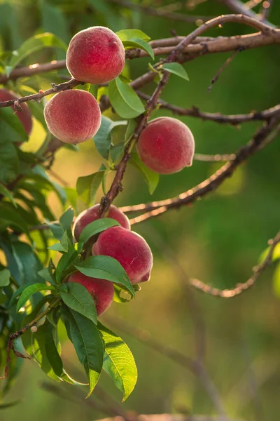 Nectarines Peaches Growing Tree Branches Fresh Sunset Light Blur Green — Stockfoto